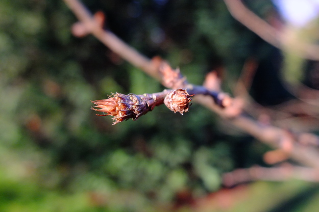 January close-up photo