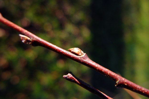 January close-up photo