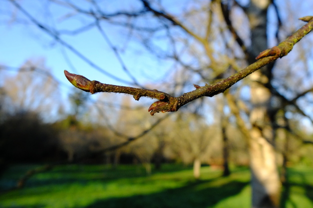 January close-up photo