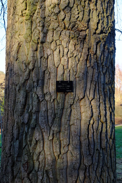 January close-up photo