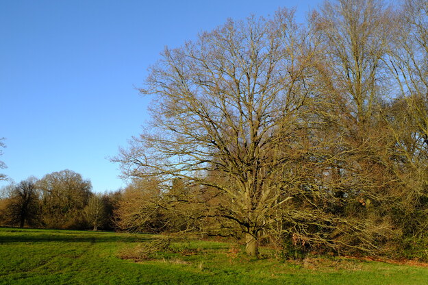 January tree photo