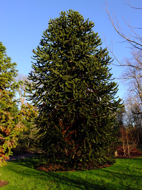 Photo of Araucaria araucana