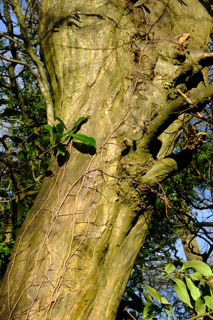 January close-up photo