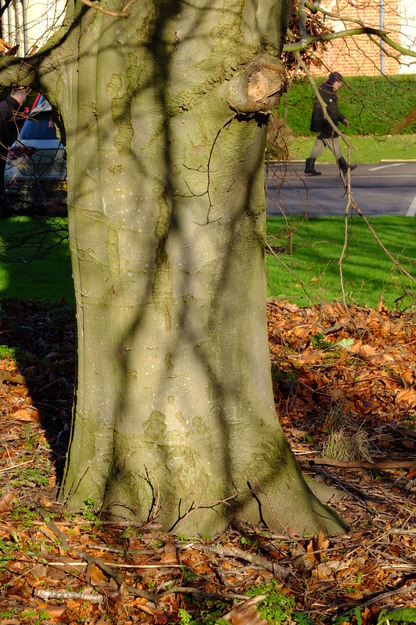 January close-up photo