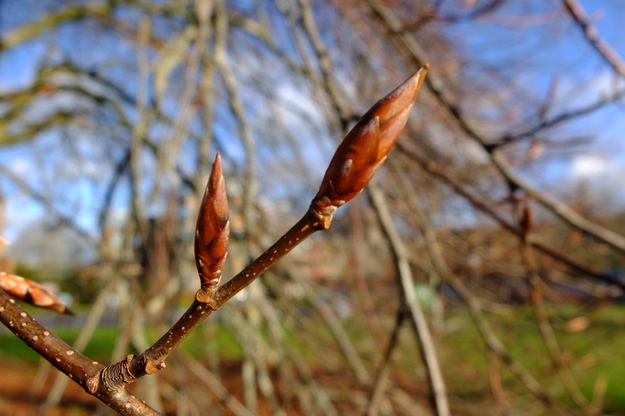 January close-up photo