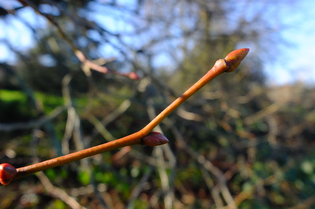 January close-up photo