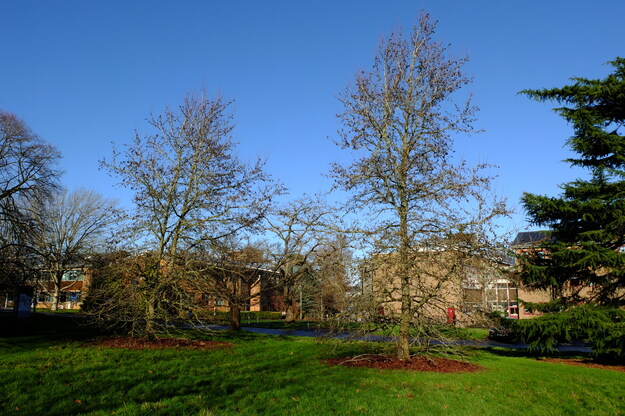 January tree photo