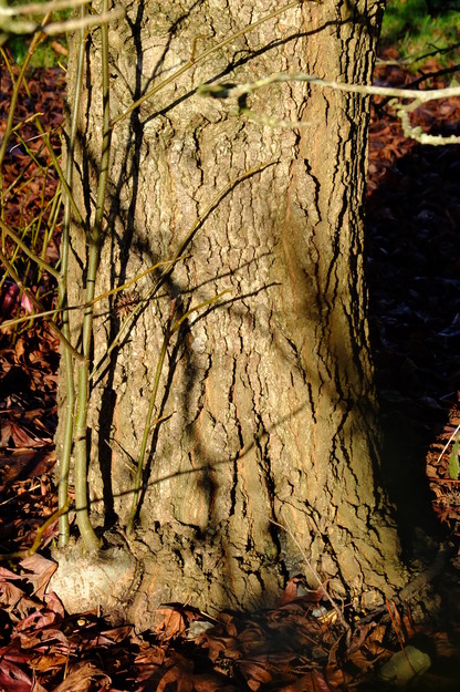 January close-up photo