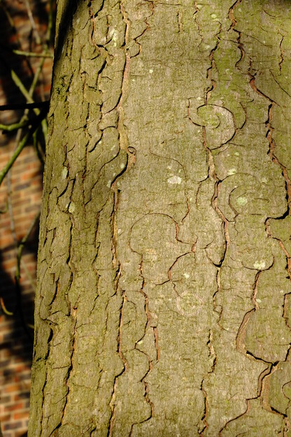 January close-up photo