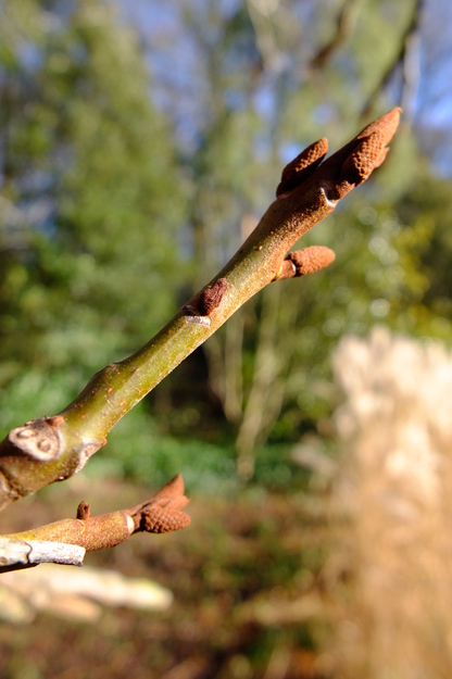 January close-up photo