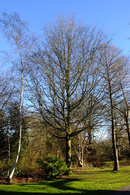 January tree photo