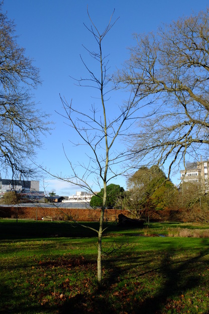 January tree photo
