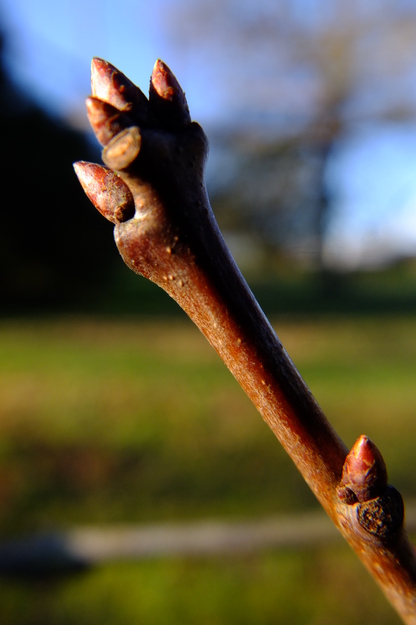 January close-up photo