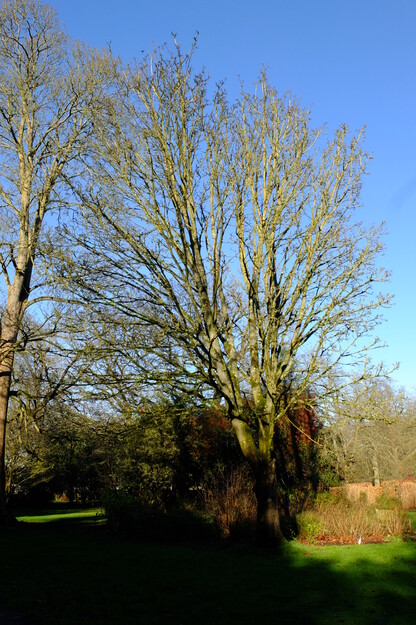 January tree photo