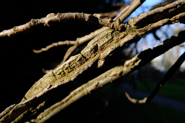 January close-up photo