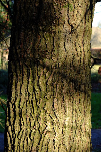January close-up photo