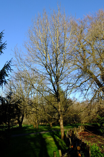 January tree photo