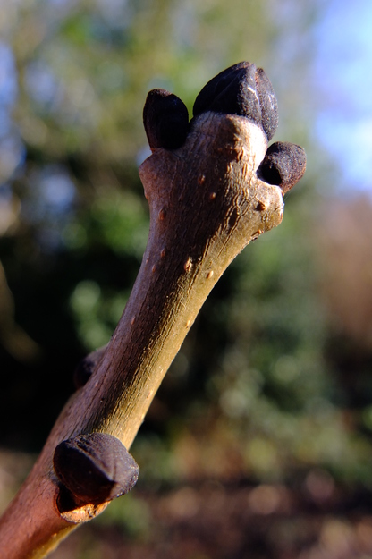 January close-up photo