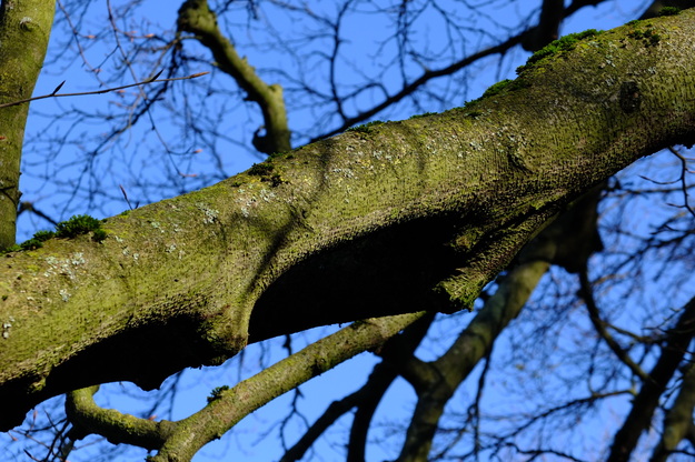 January close-up photo