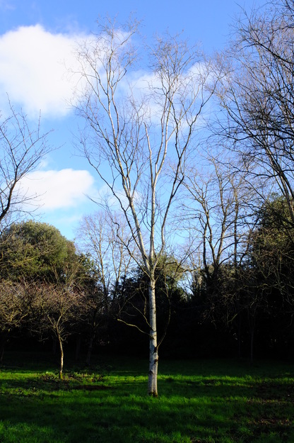 January tree photo