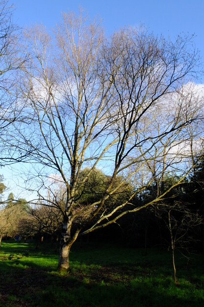 January tree photo