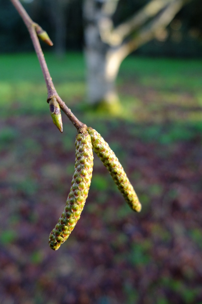 January close-up photo
