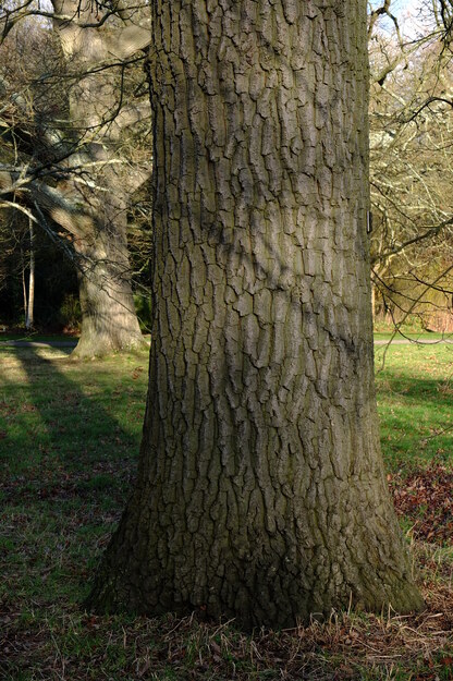 January close-up photo