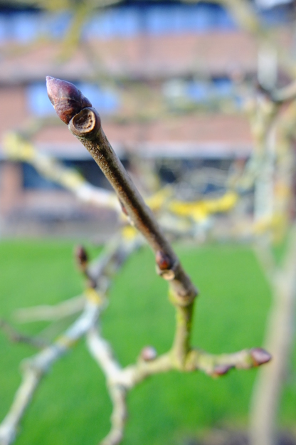 January close-up photo