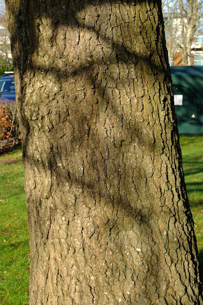 January close-up photo