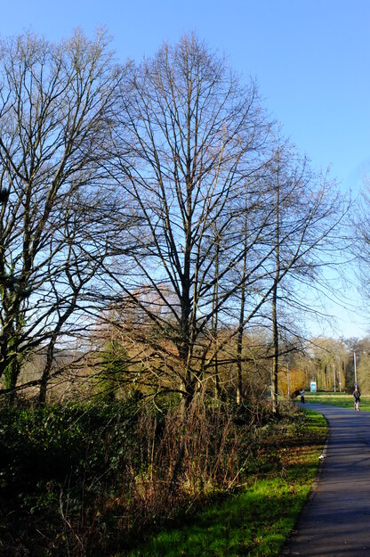 January tree photo