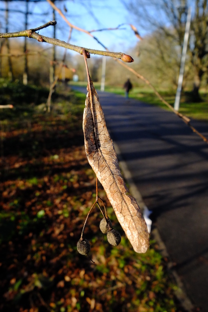 January close-up photo