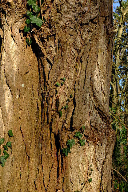 January close-up photo