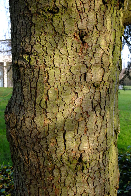 January close-up photo