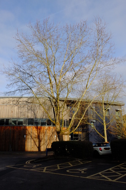 January tree photo