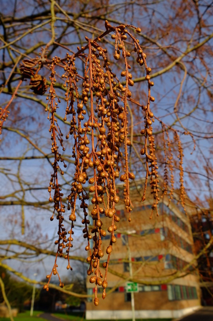 January close-up photo