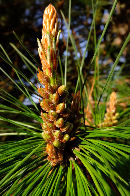 January close-up photo