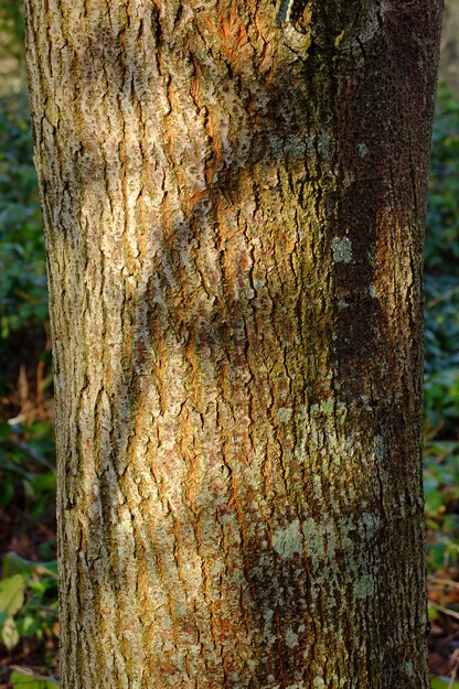 January close-up photo