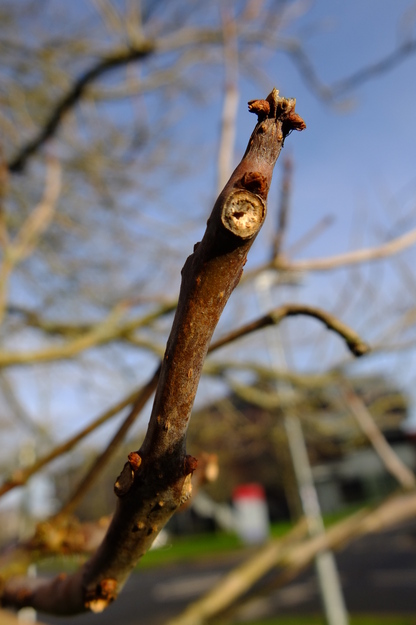 January close-up photo