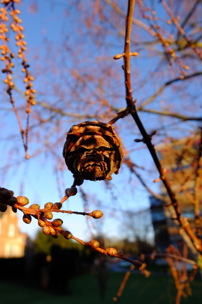 January close-up photo