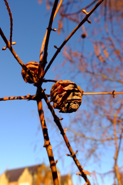 January close-up photo