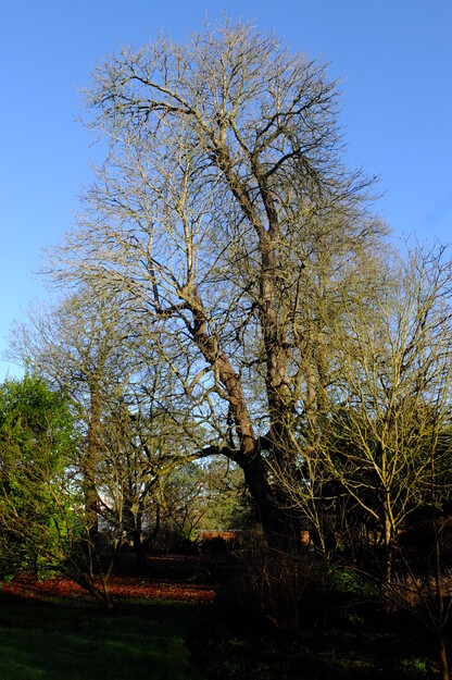 January tree photo