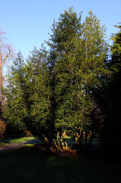 January tree photo