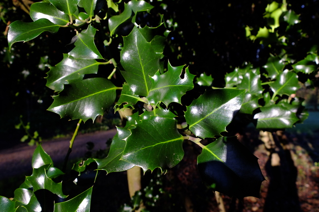 January close-up photo
