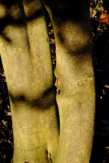 January close-up photo