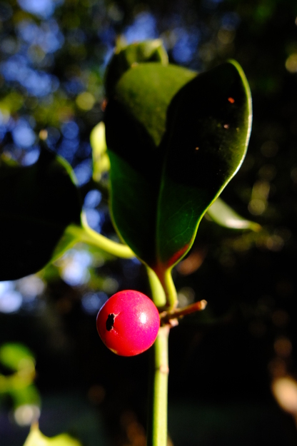 January close-up photo