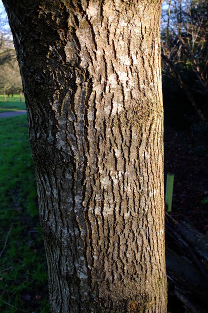 January close-up photo