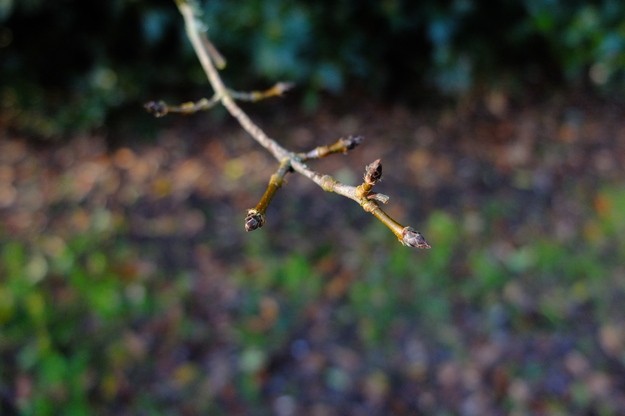 January close-up photo