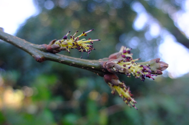 January close-up photo