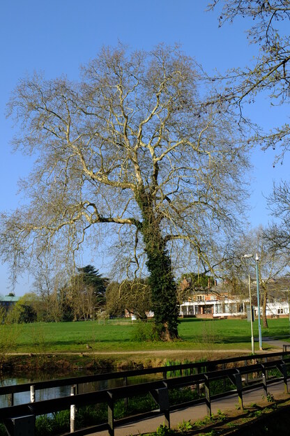 April tree photo
