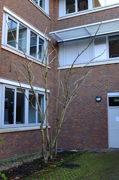 January tree photo